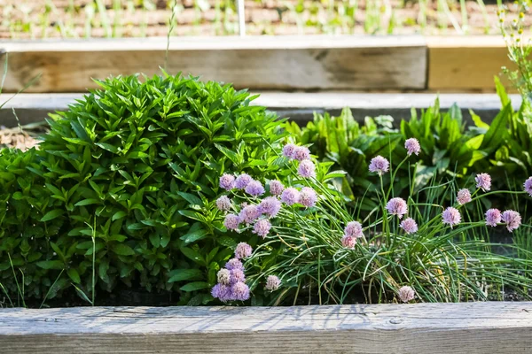 Blühende lila Blüten, Krätze — Stockfoto