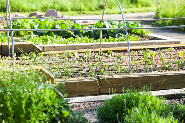 Stedelijke moestuin. — Stockfoto