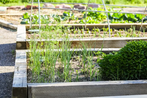 Stedelijke moestuin. — Stockfoto