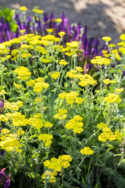 Floração yarrow amarelo — Fotografia de Stock