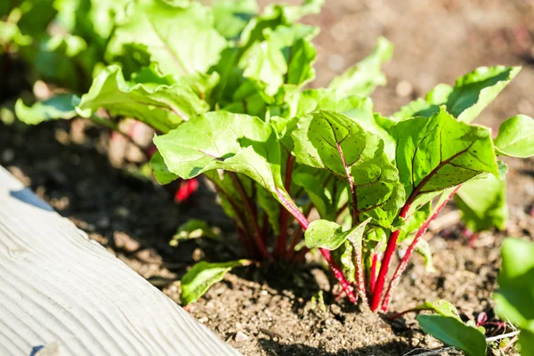 Huerta urbana . — Foto de Stock