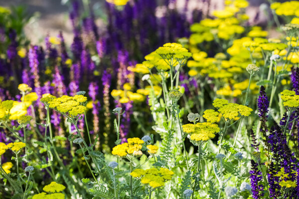 Blooming yellow yarrow