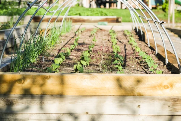 Urban vegetable garden. — Stock Photo, Image