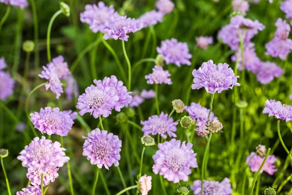 Blühende lila Blüten von Scabiosa — Stockfoto