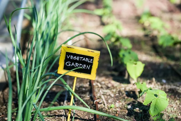 Huerta urbana — Foto de Stock