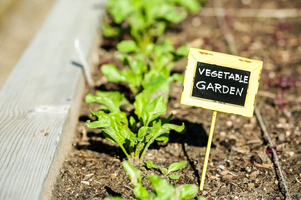 Stedelijke moestuin — Stockfoto