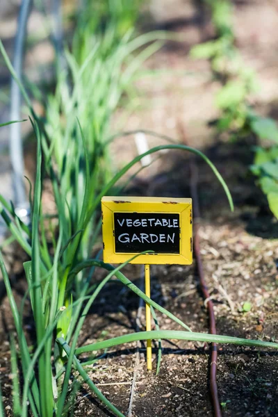 Miejski ogród warzywny — Zdjęcie stockowe