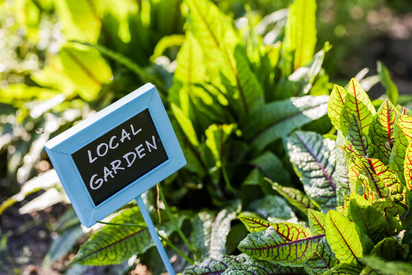 urban vegetable garden.