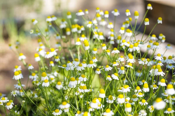 Fioritura margherita selvatica — Foto Stock