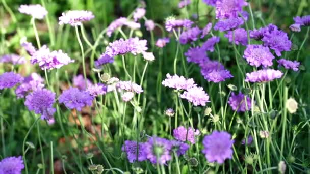 Scabiosa mor çiçekler açan — Stok video