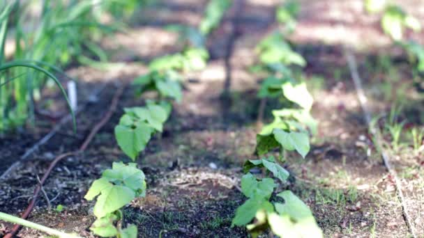 Plantación en huerto urbano . — Vídeos de Stock