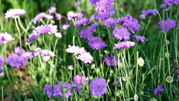 Scabiosa mor çiçekler açan — Stok video