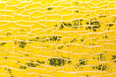 Organik Farsça kavun.