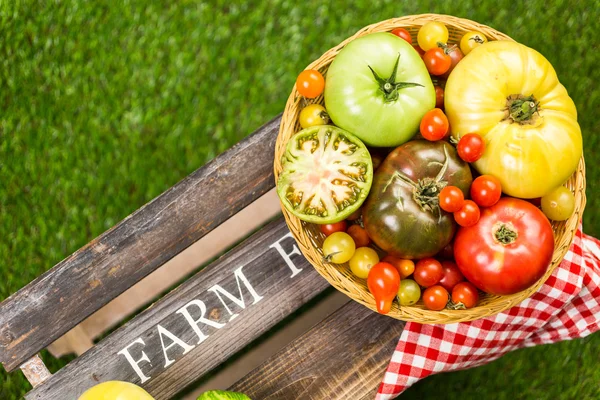 Freshly picked heirloom tomatoes — Stock Photo, Image