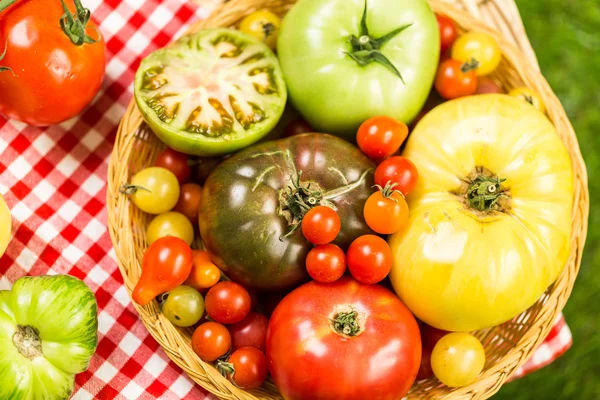 Świeżo zebranych scheda pomidory — Zdjęcie stockowe