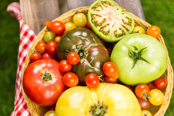 Tomates de la reliquia recién recogidos —  Fotos de Stock