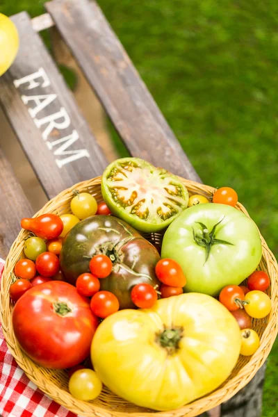 Pomodori cimelio appena raccolti — Foto Stock