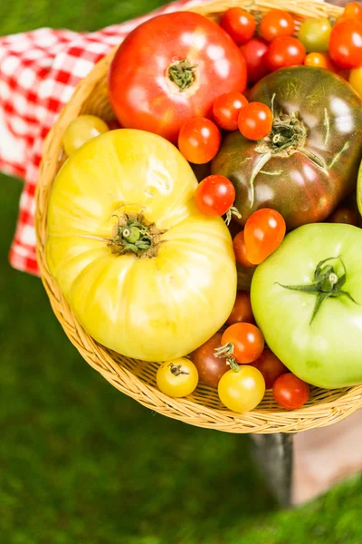 Freshly picked heirloom tomatoes — Stock Photo, Image