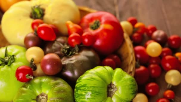 Tomates fraîchement cueillies 