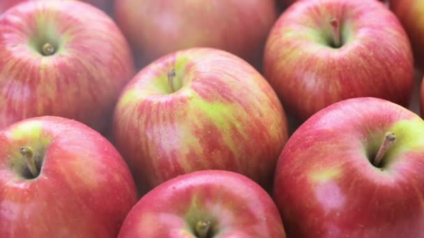 Manzanas de gala orgánicas — Vídeo de stock