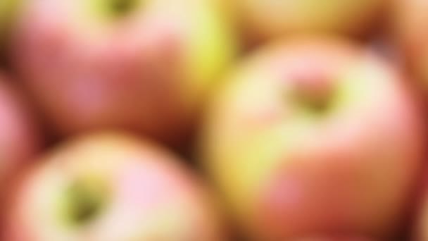 Manzanas de gala orgánicas — Vídeo de stock