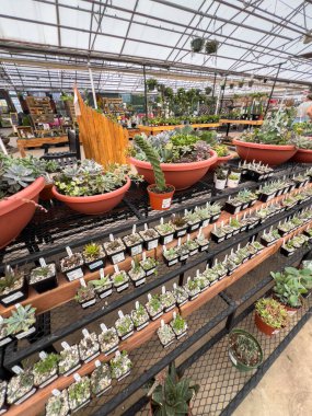 Parker, Colorado, ABD-13 Mayıs 2025 - Parker, Colorado 'daki bir seranın içindeki küçük siyah metal bir kreş masasındaki sulu bitkilerin yakın görüntüsü. Bazı büyük terracotta kapları görülebilir.