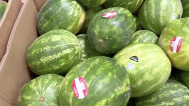 Colorado Springs, Colorado, ABD-13 Mayıs 2024 Sams Club 'da canlı, olgun karpuz gösterisi. Her birinin kalitesini gösteren bir çıkartması olan karpuzlar üst üste yığılmıştır.