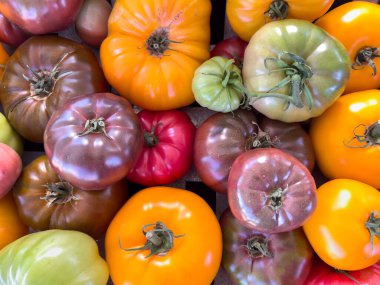 Kırmızı, sarı, turuncu ve yeşilin tonlarını içeren renkli aile yadigarı domatesler. Domatesler taze ve doğal ışık altında sergileniyor..