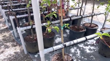 Colorado Springs, CO, ABD-23 Mayıs 2025 - Slow Motion - Heteroseksüel genç saksı ağaçları açık hava çocuk odası geçidi hizasında. Gün ortası güneşi ve tekrarlanan şablonlar,