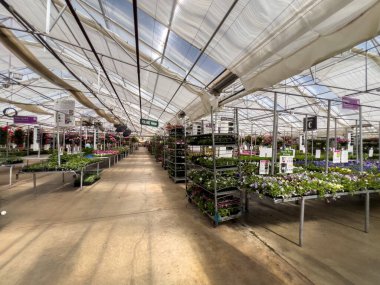 Parker, Colorado, ABD-13 Mayıs 2025 - Uzun masalarda sırayla sera ve çiçek serası serasının geniş açılı görüntüsü. Parlak doğal ışık camdan süzülür.