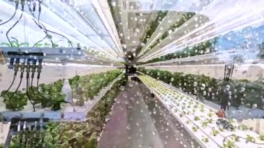 Colorado Springs, Colorado, ABD-9 Haziran 2024-Slow motion-Hydroponic kapalı alan çiftliği parlak büyüme ışıkları altında sıralanmış taze yeşil sebzeler sergiliyor, gelişmiş sulama sistemiyle
