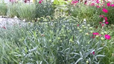 Yumuşak bir esinti, fidanlıkta yeşil tomurcuklarla çevrili, küçük pembe çiçeklerden oluşan yemyeşil bir bahçe yatağında hareket eder..