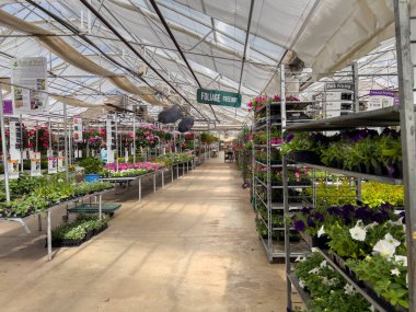 Parker, Colorado, ABD-13 Mayıs 2025 - Masalarda sıralanmış çiçek ve yapraklı sera sera koridorları, organize bitki bakımını gösteriyor.