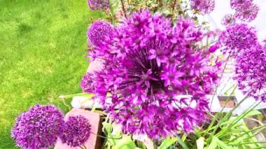 Canlı mor Allium çiçeklerinin göz kamaştırıcı yakın plan görüntüsü bir bahçe yatağında çiçek açıyor. Verimli yeşil çimenler ve ahşap bir çit çiçeklerin zengin rengini gösteren güzel bir zemin sağlar.