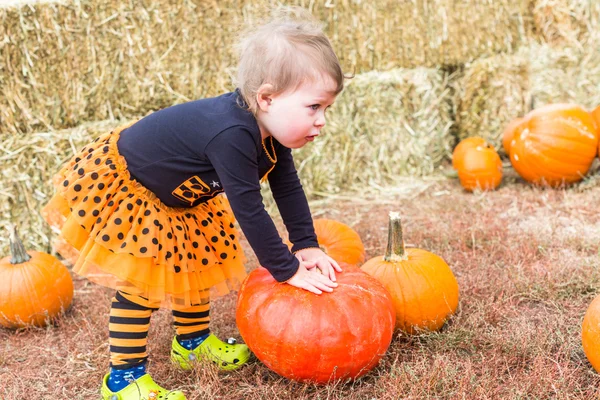 Girl at Pumpkin patch — Stock Photo, Image