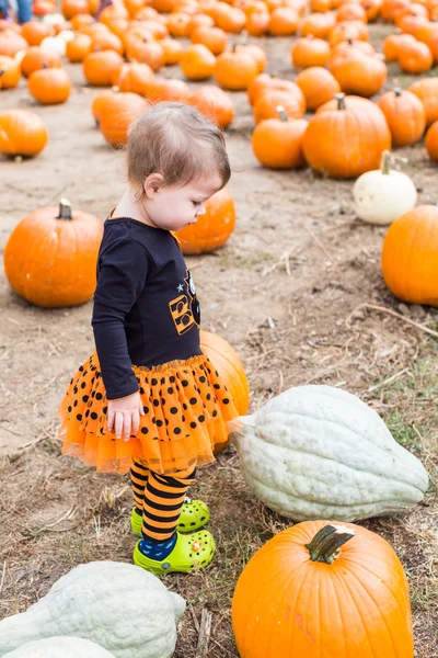 Chica en el parche de calabaza —  Fotos de Stock