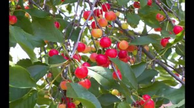 Canlı yeşil yapraklar arasında parlak kırmızı kirazların yakın plan büyümesi. Canlı karşıtlık, yumuşak gün ışığında meyvenin olgunluğunu ve dokusunu vurgular..