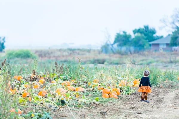 Menina em Pumpkin patch — Fotografia de Stock