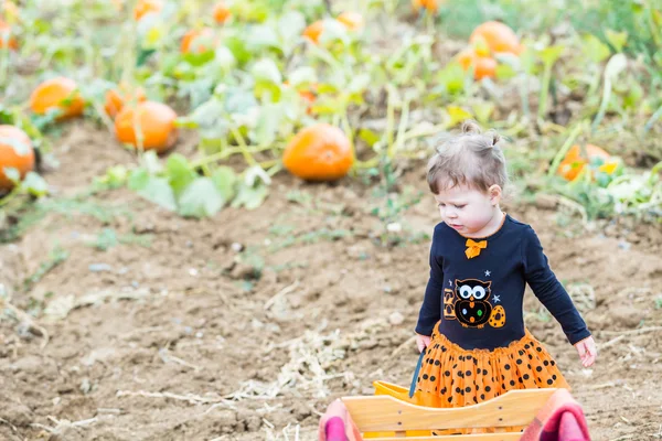 Liten flicka på Pumpkin patch — Stockfoto