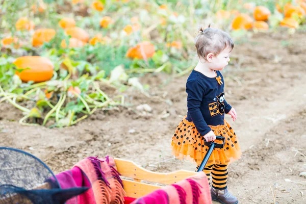 Meisje op pompoen patch — Stockfoto