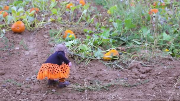 Kleines Mädchen am Kürbispflaster — Stockvideo