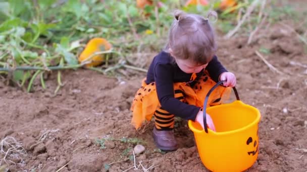 Menina em Pumpkin patch — Vídeo de Stock