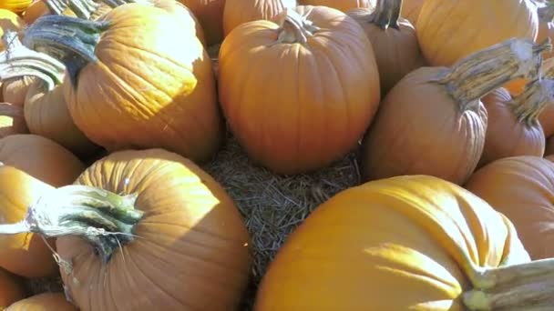 Pumpkins on the pumpkin patch. — Stock Video