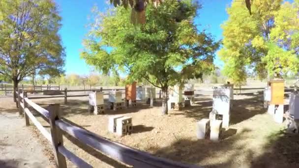 Honey bee hives in autumnal apple garden — Stock Video