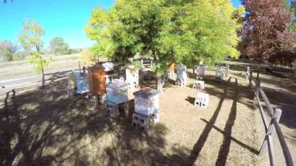 Colmenas de abejas en el jardín de manzanas otoñales — Vídeos de Stock