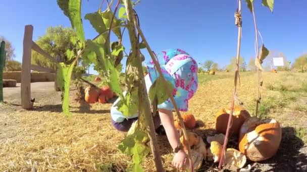 Dziewczynka na Pumpkin patch — Wideo stockowe