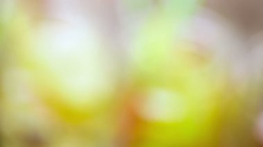 İnfüzyon elma suyu