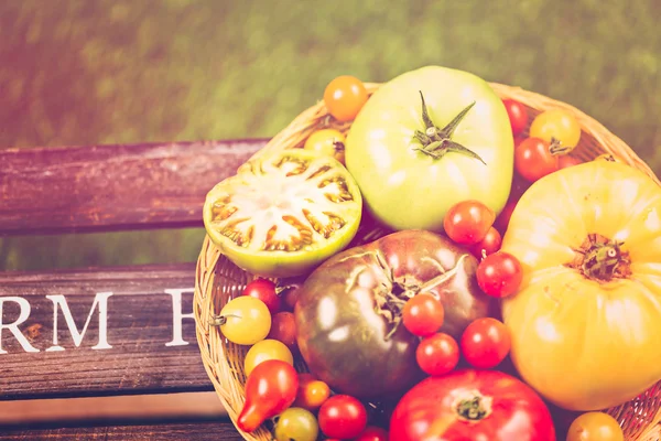 Pomodori cimelio biologico — Foto Stock