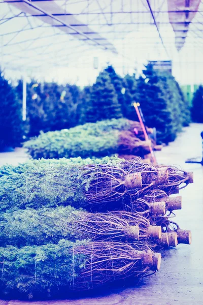 Christmas tree farm — Stock Photo, Image