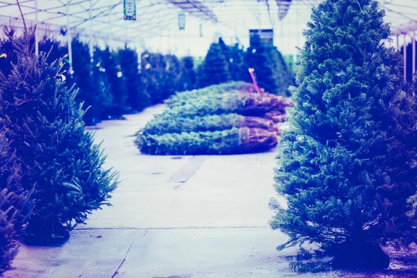 Christmas tree farm — Stock Photo, Image